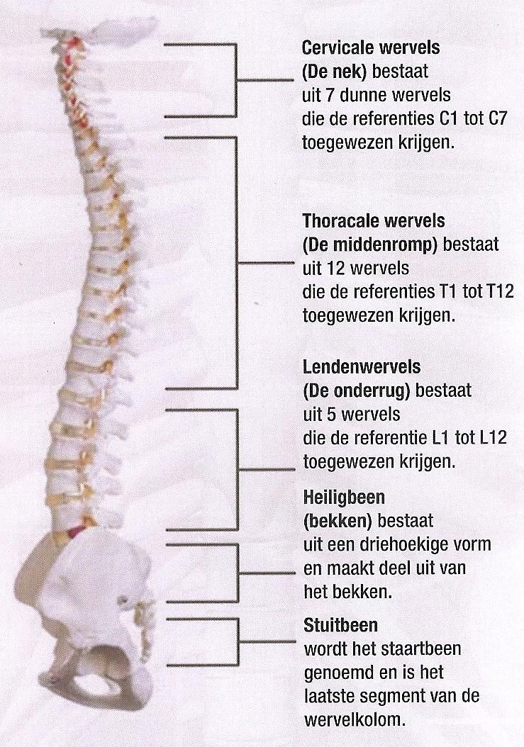 Anatomie Van De Wervelkolom 6813
